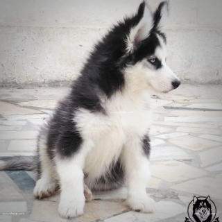 Disponibles chiots husky Disponibles chiots husky