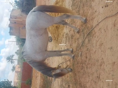 cheval Arabe-barb