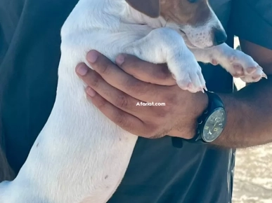 jack Russel