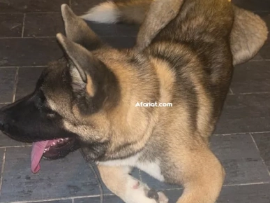 Chien AKITA Americain Chien AKITA Americain