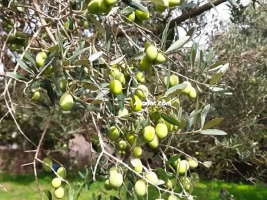Terrain d'olives à el garia bizerte
