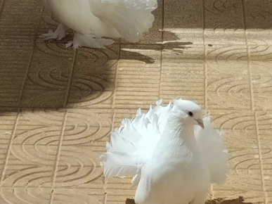 3  Pigeons
