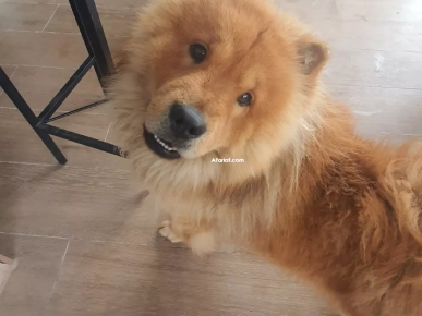 Chow chow 1 ans 8 mois