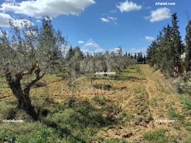 à vendre un Terrain 500m² à 125MD à HAMMAMET SUD