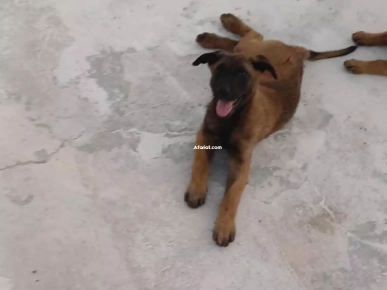 à vendre chien malinois