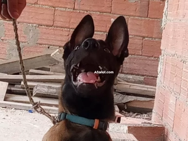 a vendre un chiot malinois charbonné