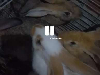 بيع أرانب و قفصات