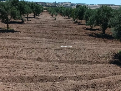Terrain agricole 8000m² à Ain Safsaf