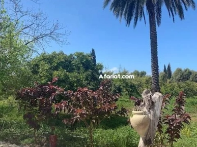 Ferme Oliva T1230 Nabeul Menzel Bouzalfa