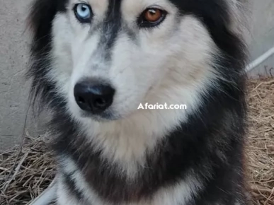 Magnifique femelle Husky Sibérien