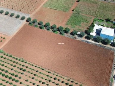 أرض زراعية رائعة بشهادة ملكية - فرصة نادرة في سيدي ثابت!