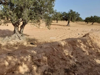 TERRAIN 3 822 M² DIS BEN MESSAOUD EL MAY 4175 DJERBA