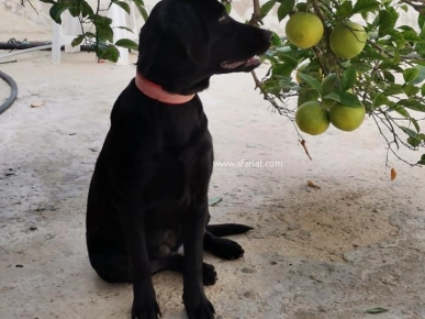 Chien Labrador Chien Labrador