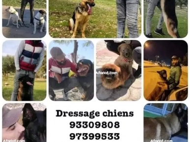 تدريب الأنياب تدريب الأنياب