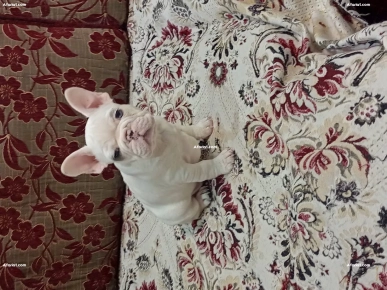 Bouledogue français mâle blanc