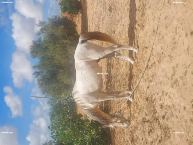 cheval Arabe-barb