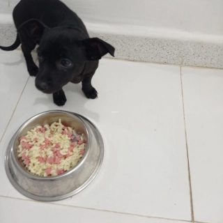 Chiot chihuahua Chiot chihuahua