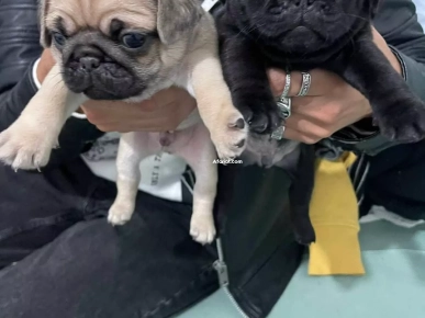 Chiot Carlin Chiot Carlin