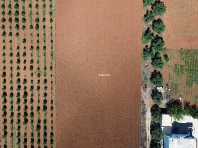 أرض زراعية رائعة بشهادة ملكية - فرصة نادرة في سيدي ثابت!