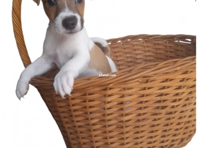 Chien Jack Russell Terrier