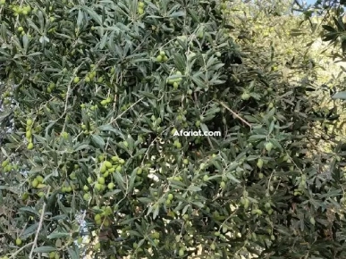 فيلا للبيع دار للبيع