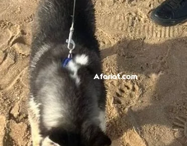 à vendre Husky 3 mois