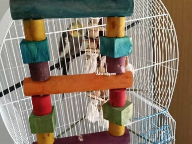 cages + couples