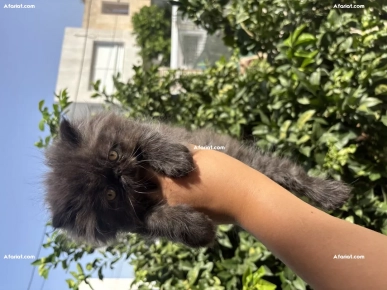 persan peke face