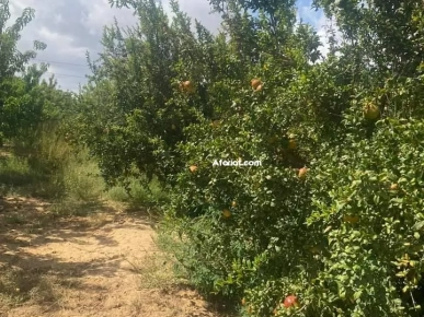 ferme de 3 hectares à vendre 