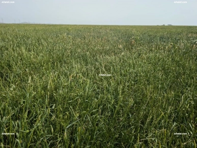 Avendre- Terrain agricole nue 12.5ha a Enfidha