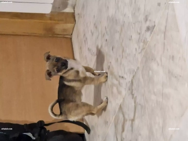 Chihuahua a vendre