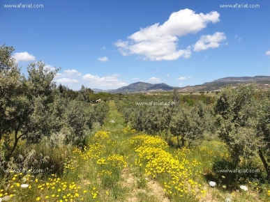 La Ferme Royale T742 Hammamet