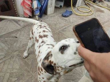 à vendre un dalmatien du couleur foie et blanc à vendre un dalmatien du couleur foie et blanc