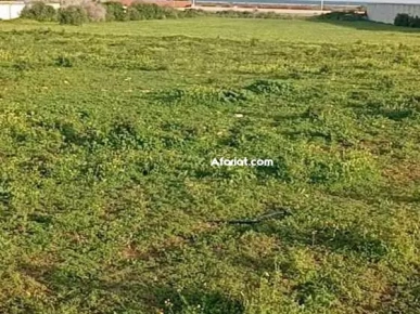 TERRAIN A VENDRE -TAZARKA-