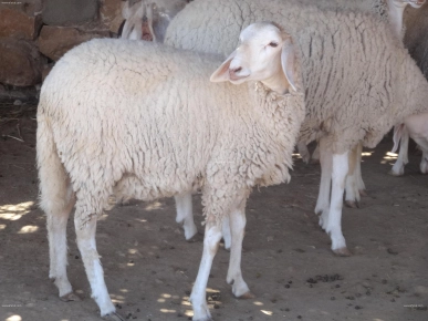 moutons à vendre à Foussana