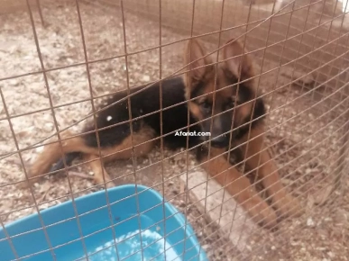 berger all poil long berger all poil long