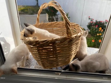 Chattons siamois Chattons siamois