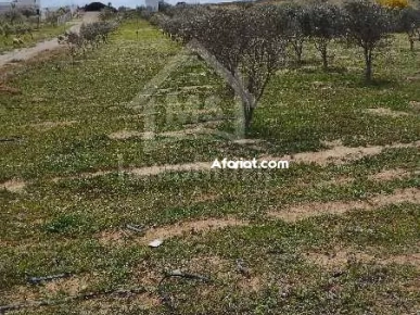 Un lot de terrain de 500 m² à vendre à 60 MD à Hammamet Sud