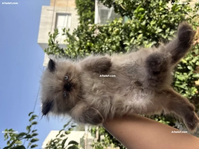 persan peke face