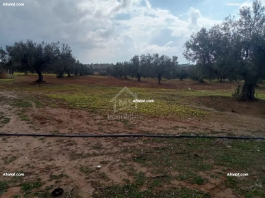 Lot de terrain de 200 m² à Hammamet Sud à vendre 51355351