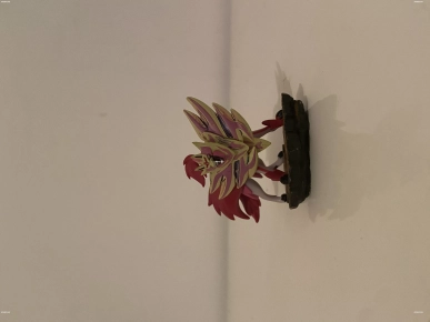Cartes Pokémon rares
