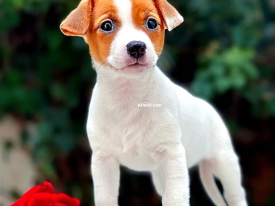 Chiot Jack Russell Chiot Jack Russell