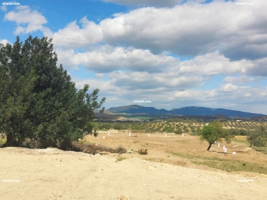 Terrain agricole à vendre à Hammamet