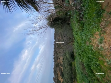 Terrain de 6000m² à Vendre – Takelsa Rtiba