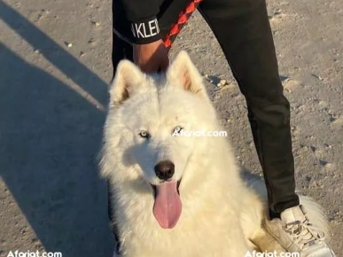 chien  chien