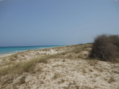 Terrain de 10000 m2 près d’elhaouaria