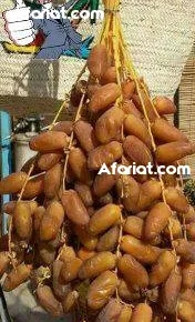 دقلة النور من المنتج إلى المستهلك دقلة النور من المنتج إلى المستهلك