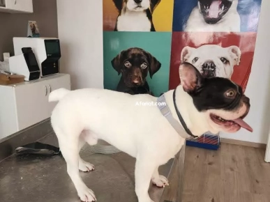 #للبيع contact WhatsApp 23 527 657 Cane in vendita Chien à vendre