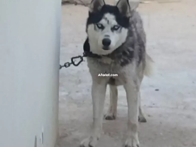 chien haski chien haski