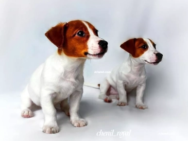 Chiots Jack Russell race pure FCI